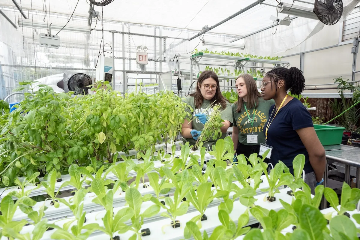 Students and staff working inside of the greenhouse.