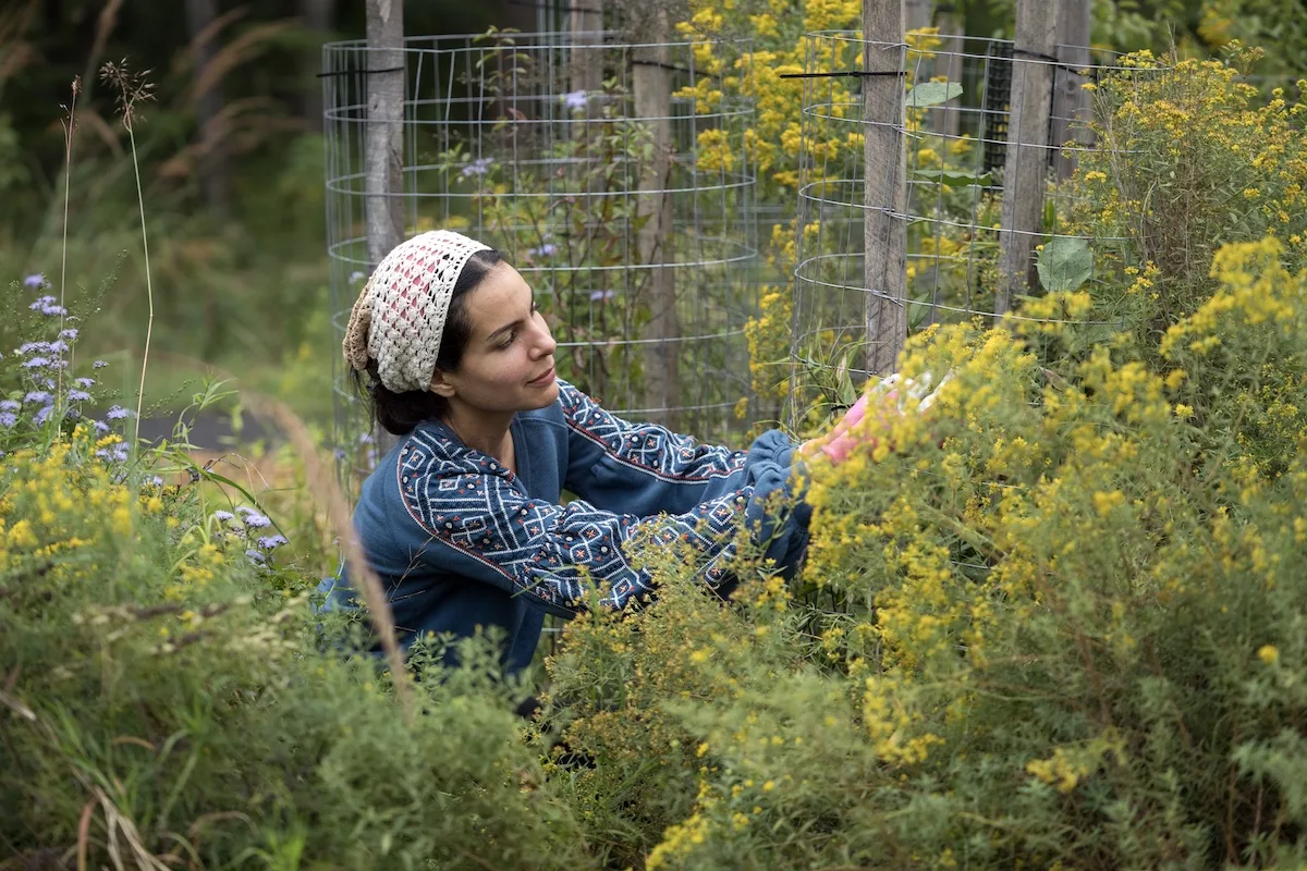 Students and staff work in the Forager's Forest on the Fairfax Campus.